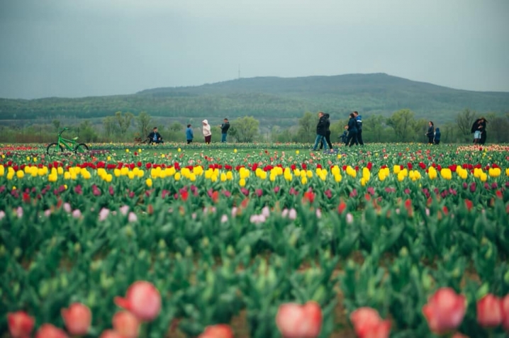 У Мамаївцях розквітло тюльпанове поле