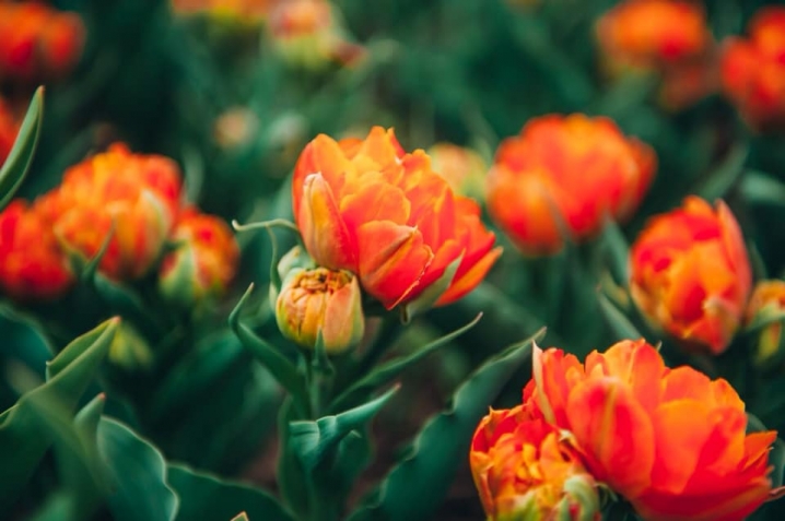У Мамаївцях розквітло тюльпанове поле