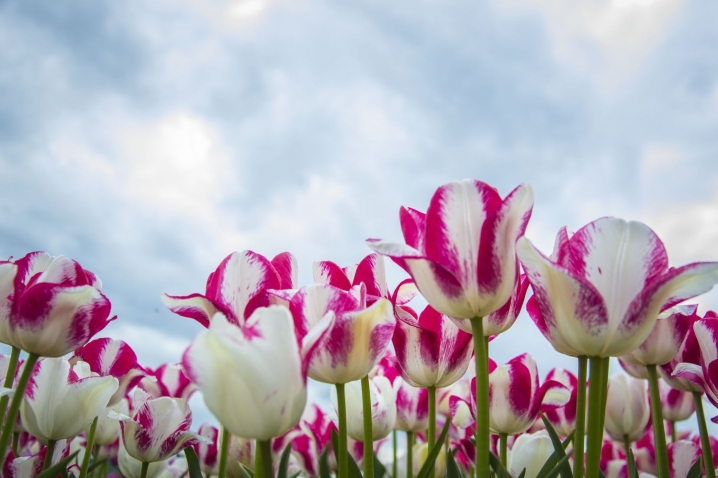 У Реваківцях зацвіла Долина тюльпанів