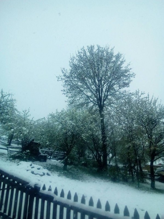 На Путильщині випав сніг