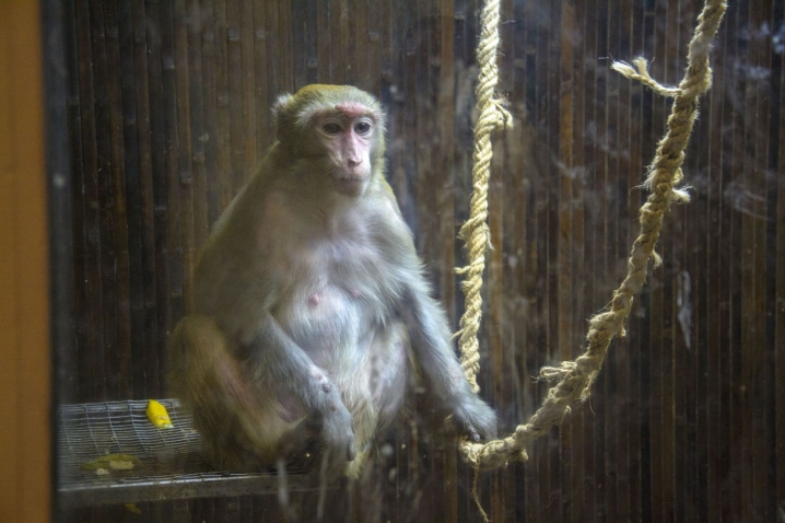 У Чернівцях відкрили виставку карликових мавпочок