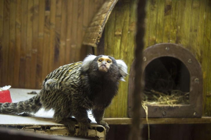 У Чернівцях відкрили виставку карликових мавпочок