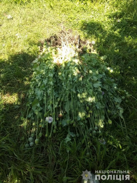 Понад 500 рослин опійного маку вилучили правоохоронці у пенсіонерів з Буковини