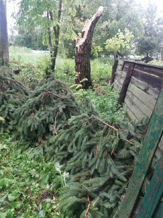 Кількахвилинна негода на Буковині: повалені дерева та обірвані електромережі