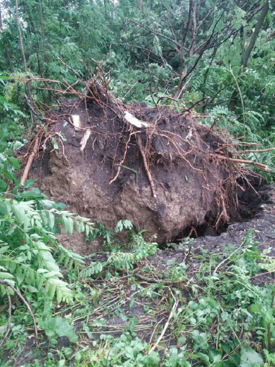 Кількахвилинна негода на Буковині: повалені дерева та обірвані електромережі