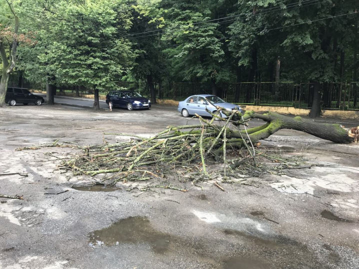 Біля парку Шевченка вітер повалив дерево