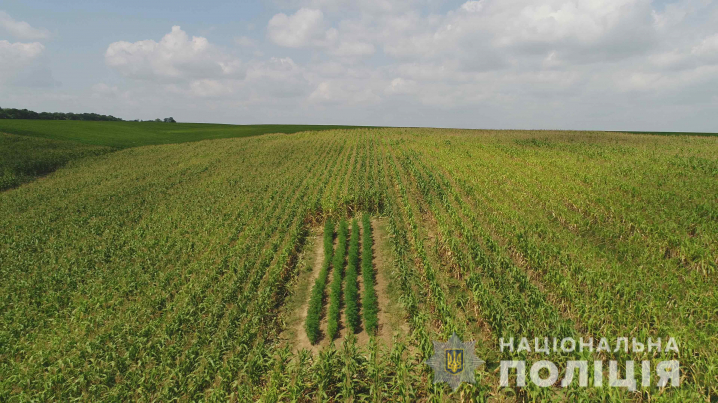 У Костичанах правоохоронці виявили найбільшу в Україні плантацію коноплі