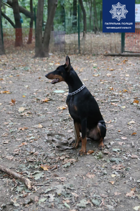 Поліцейські розпочали у Чернівцях кінологічні курси для власників собак