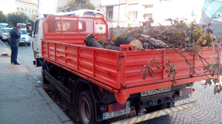 На Університетській під час пиляння дерева ледь не пошкодили авто