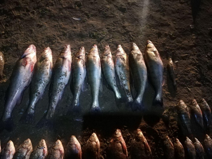 На Сокирянщині колишній рибінспектор виловлював рибу сітками