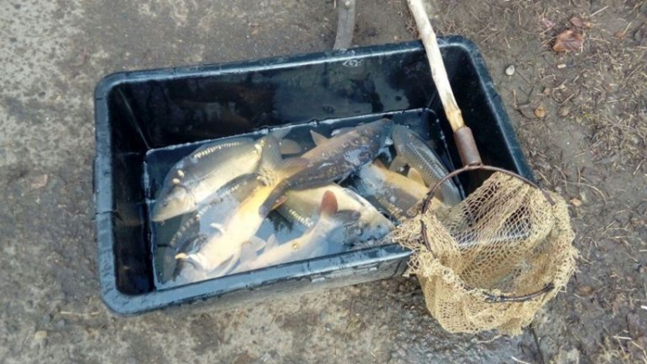 У Чернівцях на ринках продають річкову рибу без жодних документів
