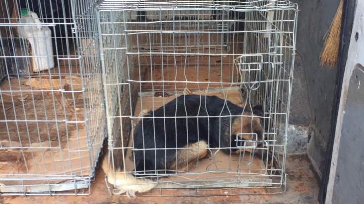 У Чернівцях врятували собаку, якого затиснуло між арматурою