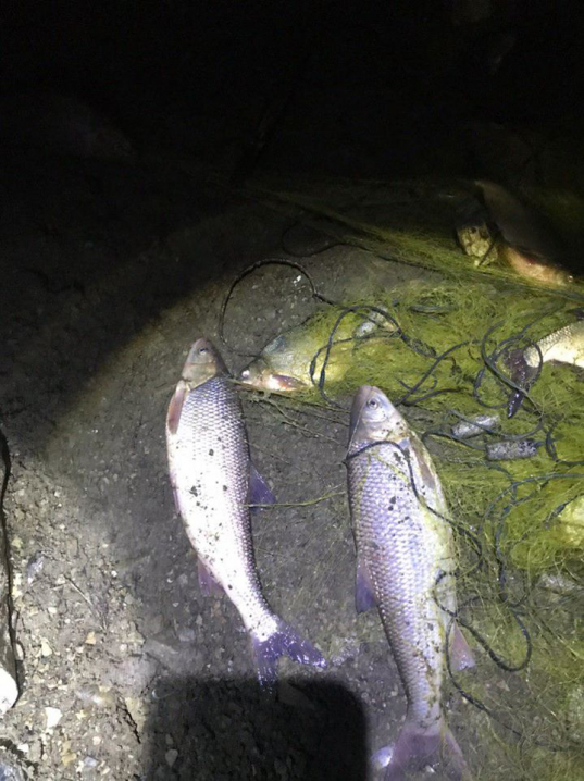 На Буковині  браконьєр виловив риби на 42 тис грн