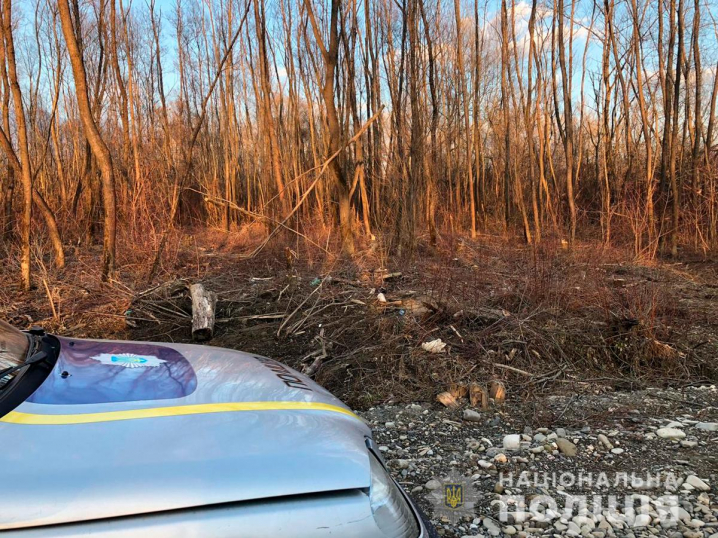 Поліція перевіряє інформацію про незаконну вирубку дерев на Вижниччині 