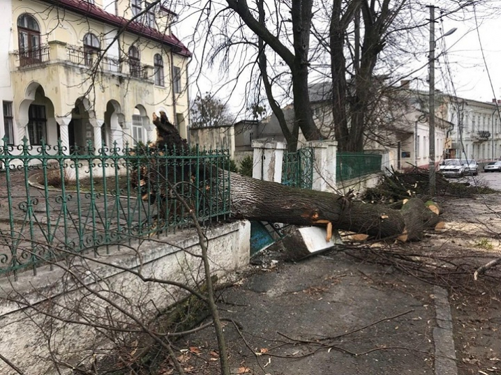 У центрі Чернівців дерево впало на авто