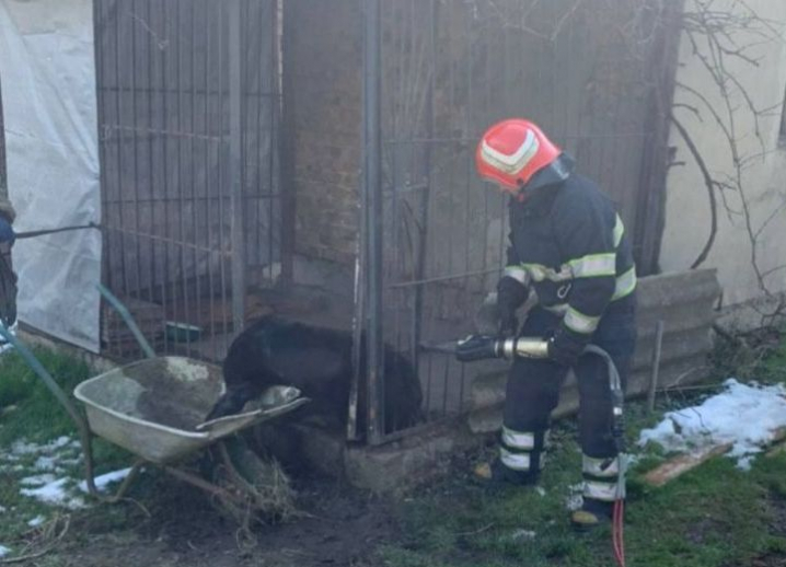 На Буковині рятувальники допомогли вибратись із пастки собаці