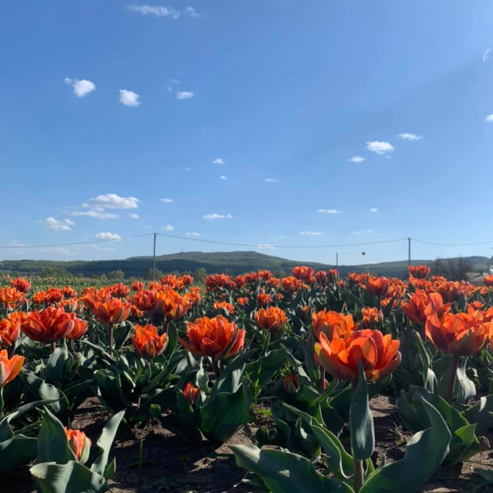 У мережі з'явилися світлини квітів з тюльпанового поля у Мамаївцях