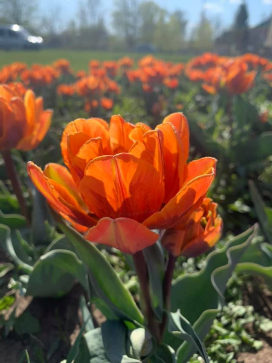 У мережі з'явилися світлини квітів з тюльпанового поля у Мамаївцях