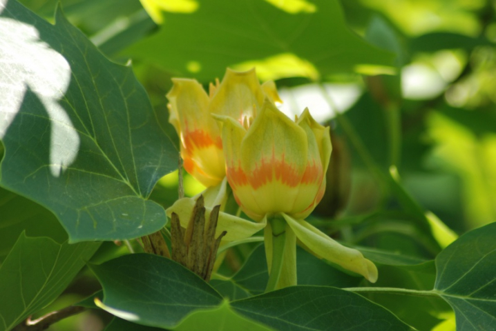 У Чернівцях у ботанічному саду розквітли тюльпанові дерева