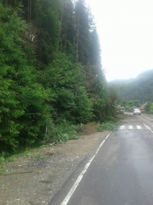 Повалені 12 гектарів лісу та зруйновані мости: лісівники ліквідовують наслідки стихії на Буковині