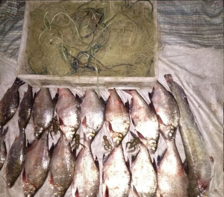 Понад 182 тисячі гривень збитків:  на Буковині зафіксували 562 порушення правил рибальства