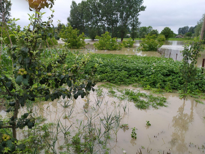 Прут вийшов з берегів: у селі Маршинці підтопило значну частину угідь