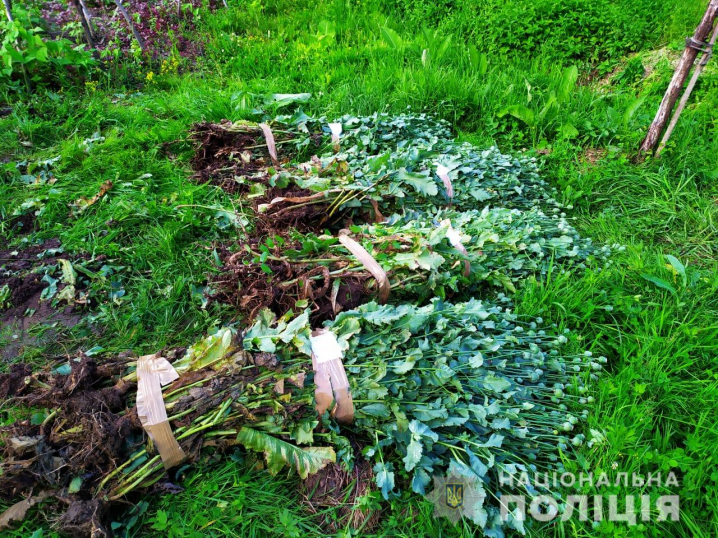 На Герцаївщині у жінки вилучили понад 250 кущів макової рослини