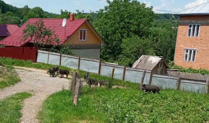 На Кіцмащині по вулиці та городах ходила зграя диких свиней