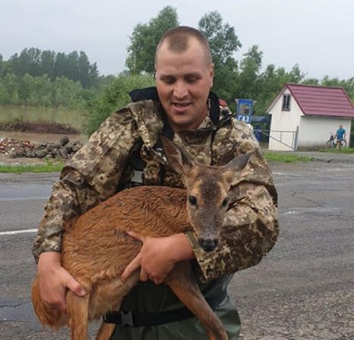 На Новоселиччині мисливці врятували козуль