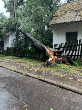 Буревій у Глибоці: сильний вітер та дощ повалив дерева