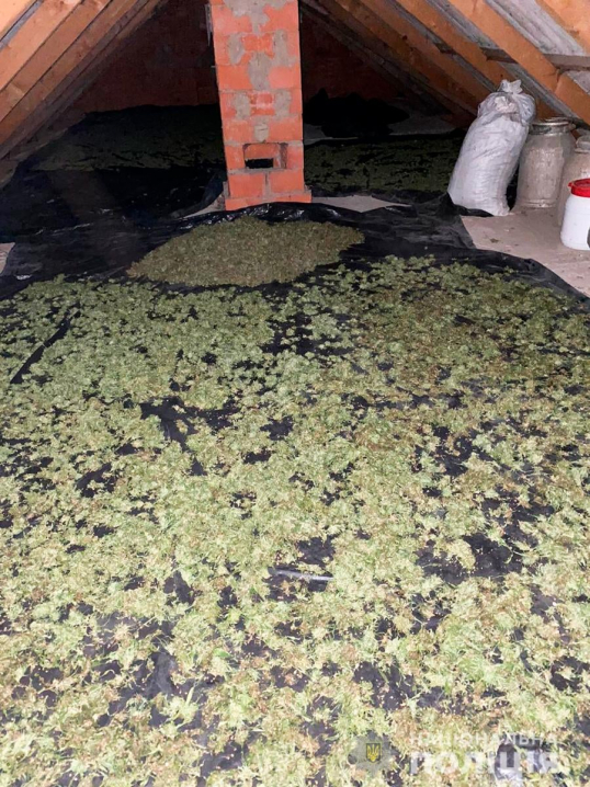 Зберігав на горищі канабіс на 18 мільйонів гривень: буковинцю повідомили про підозру Зберігав на горищі канабіс на 18 мільйонів гривень: буковинцю повідомили про підозру