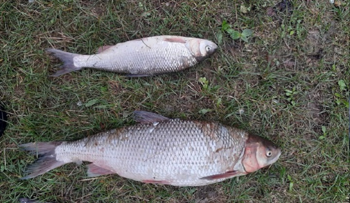 Незаконно ловив рибу і впіймався сам: на Буковині затримали браконьєра