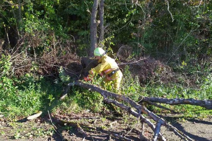 У Чернівецькій області прибрали дерева, які впали на дорогу через негоду
