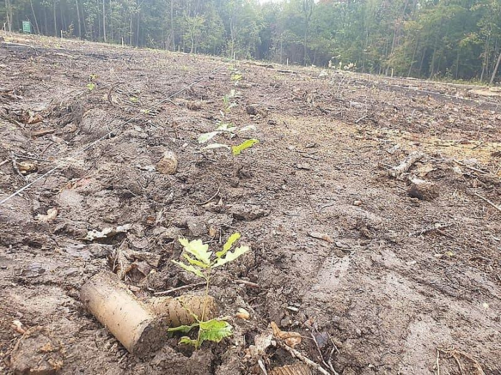 На  Буковині долучилися до акції озеленення країни та висадили 60 тисяч дерев
