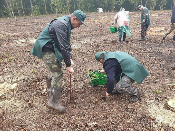 На  Буковині долучилися до акції озеленення країни та висадили 60 тисяч дерев
