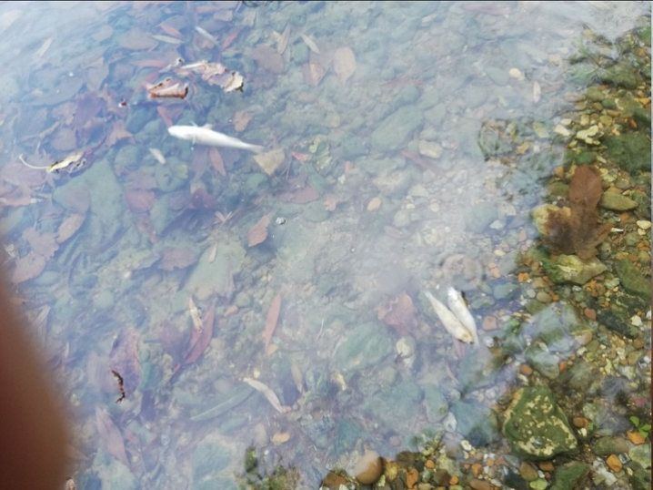 На Буковині у Дністровському водосховищі гине риба