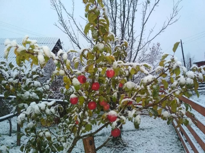 У Карпатах Буковини випав перший сніг (ФОТО)