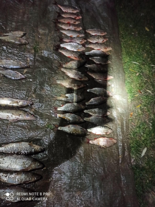 На Дністровському водосховищі незаконно виловили більше пів тисячі рибин