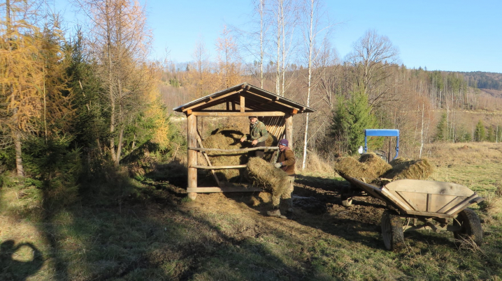 У Чернівецькій області лісівники почали підгодовувати диких звірів