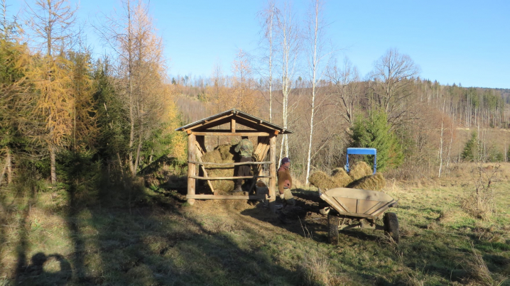 У Чернівецькій області лісівники почали підгодовувати диких звірів
