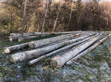На території НПП «Вижницький» незаконно вирубали дерев на 500 тисяч гривень