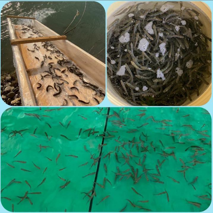 У 2020 році рибпатрульні Буковини виявили порушень на понад 1 млн грн збитків