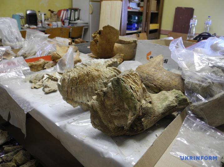 На Буковині виявили зуб мамонта, якому 300 тисяч років