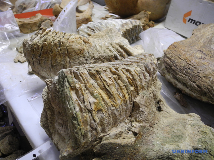 На Буковині виявили зуб мамонта, якому 300 тисяч років