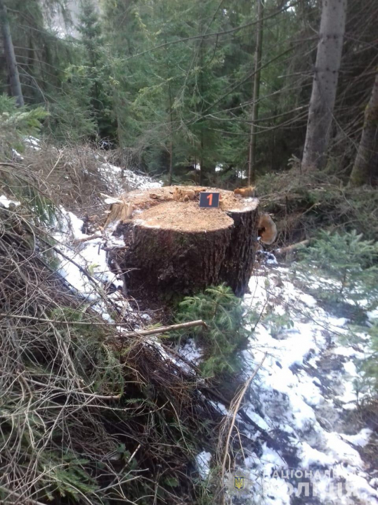 Буковинцю загрожує до 3-ох років позбавлення волі за незаконну вирубку дерев
