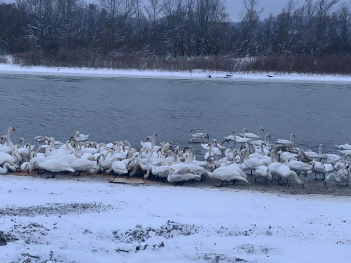 Вони дуже голодні: лебеді поблизу Чернівців потребують допомоги