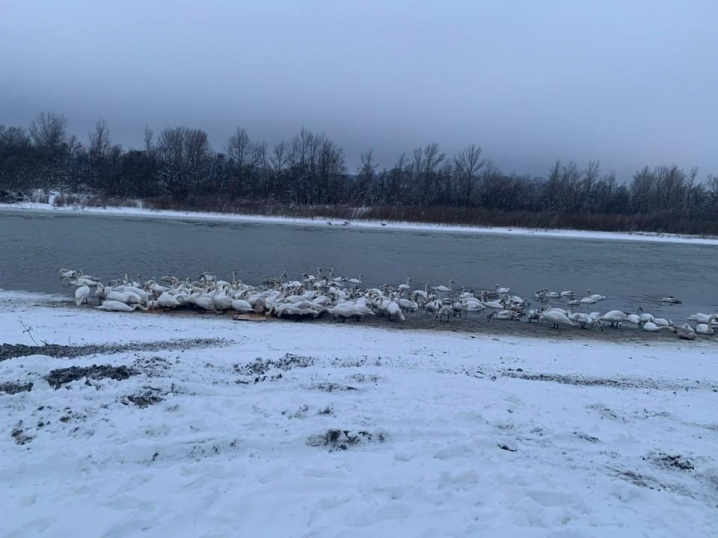 Вони дуже голодні: лебеді поблизу Чернівців потребують допомоги