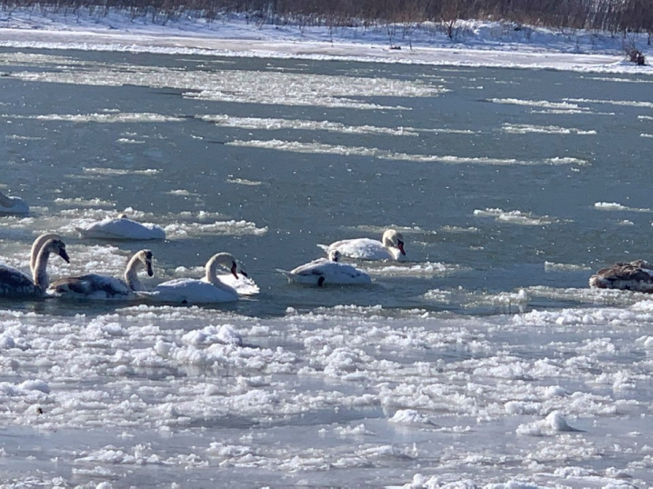 Лебеді під Чернівцями страждають від морозів: річку скувала крига, їм не вижити