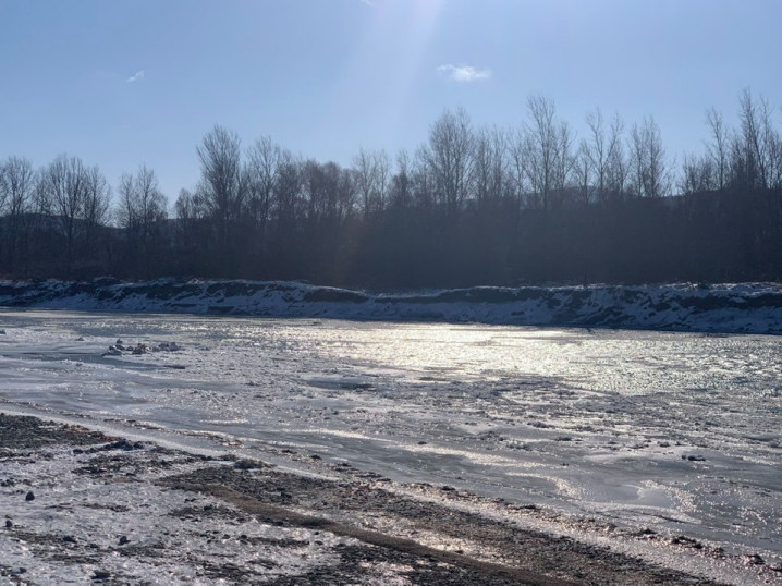 Лебеді під Чернівцями страждають від морозів: річку скувала крига, їм не вижити