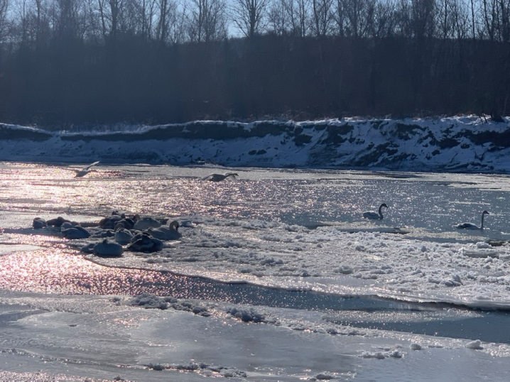 Лебеді під Чернівцями страждають від морозів: річку скувала крига, їм не вижити